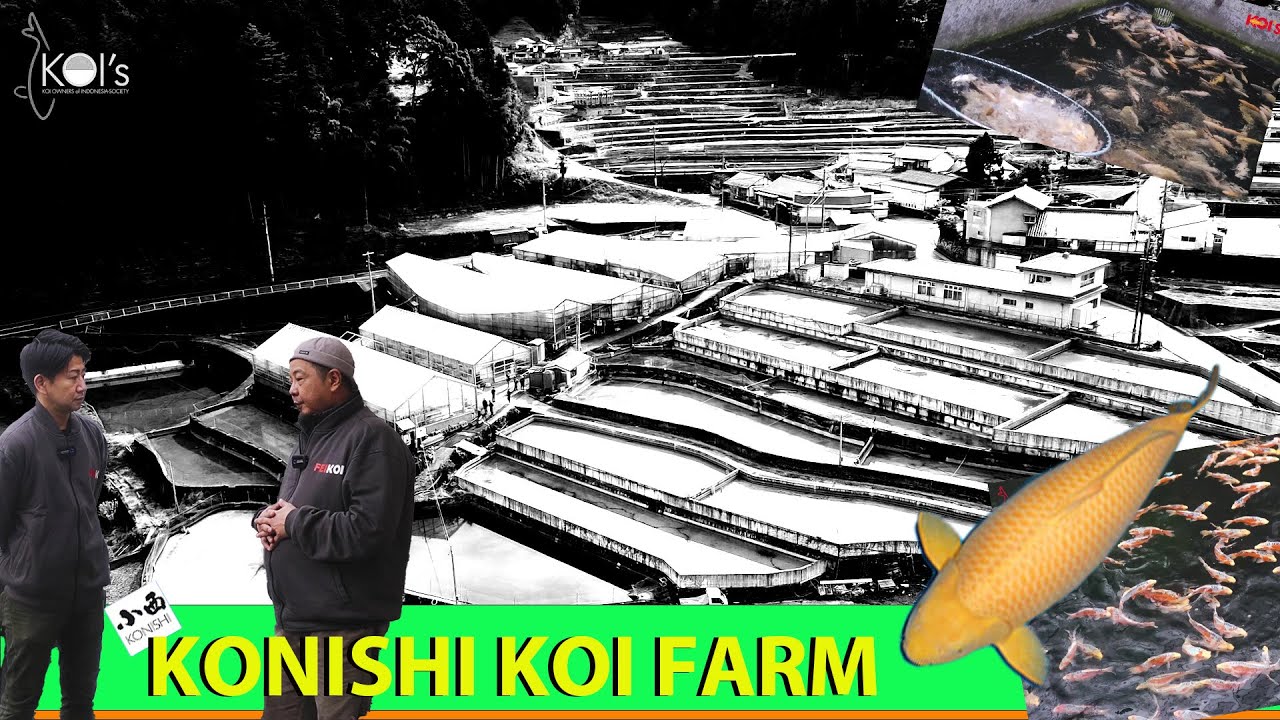 RAJA KARASHI : | KONISHI KOI FARM