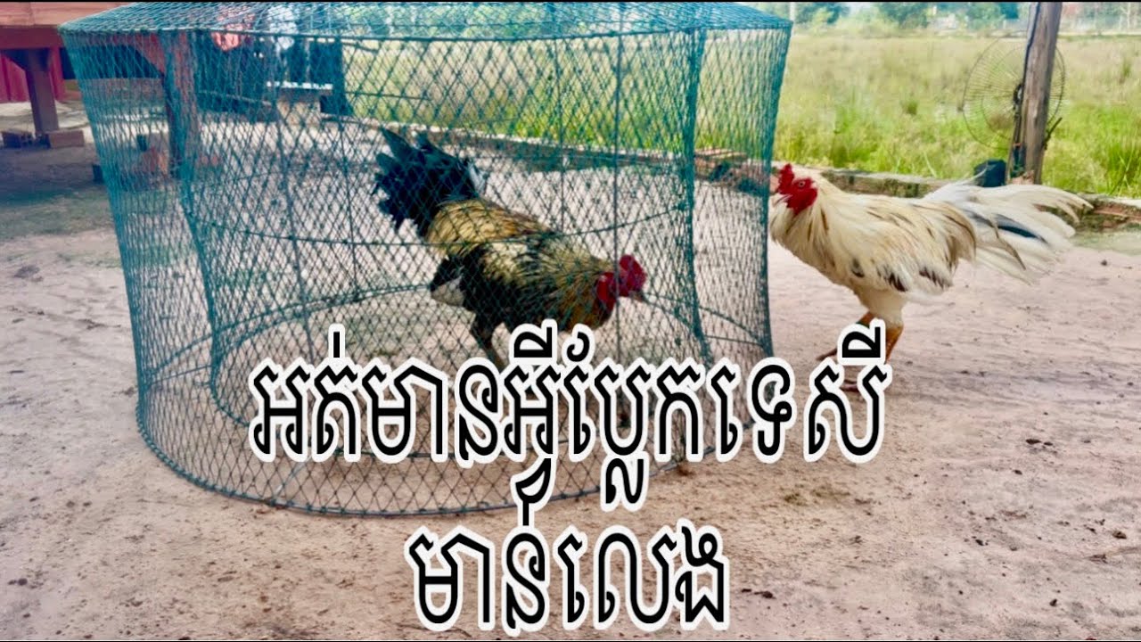 Part 16,គ្មានអ្វីប្លែកទេមានតែសីមាន់លេងៗ#rooster 