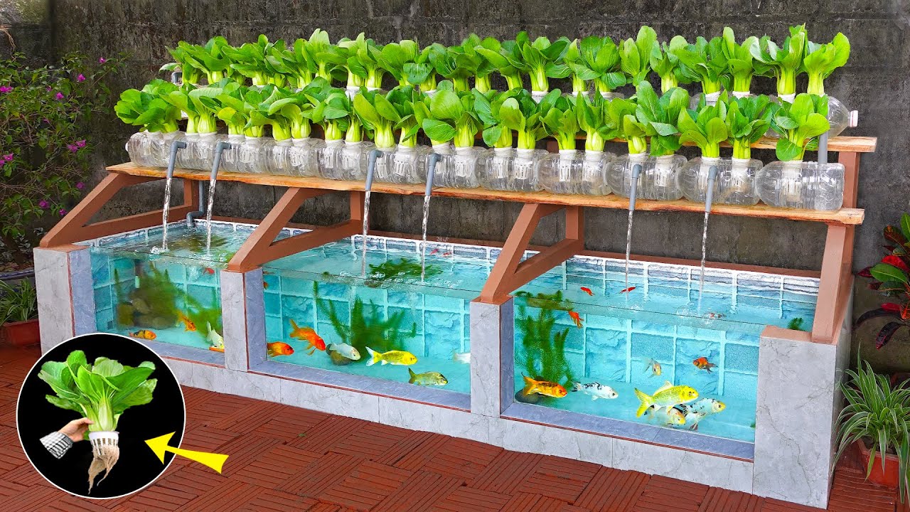 Super easy to DIY aquarium combined with growing organic vegetables