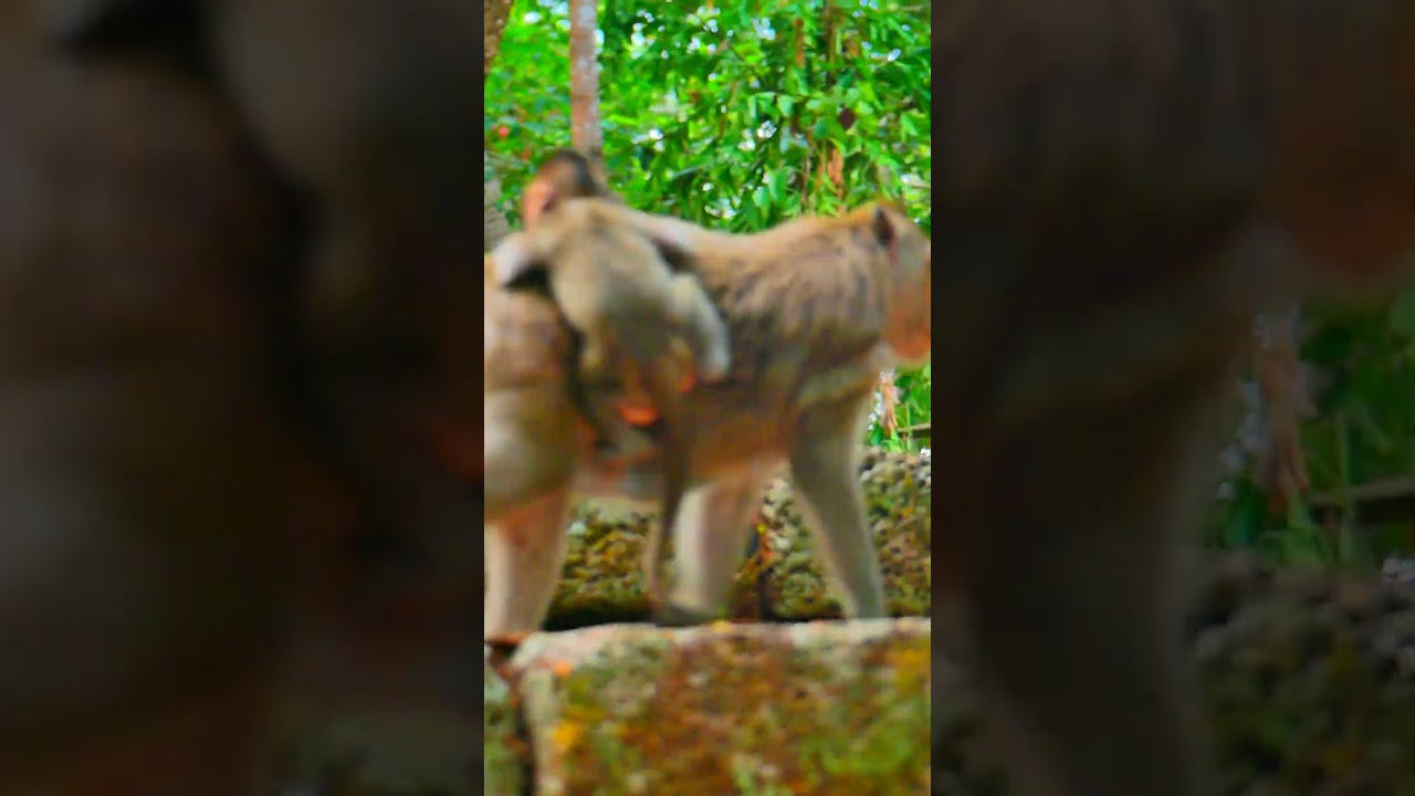 Spring what wrong with baby  #baby #monkey #reels #viral #wildlife  #shorts