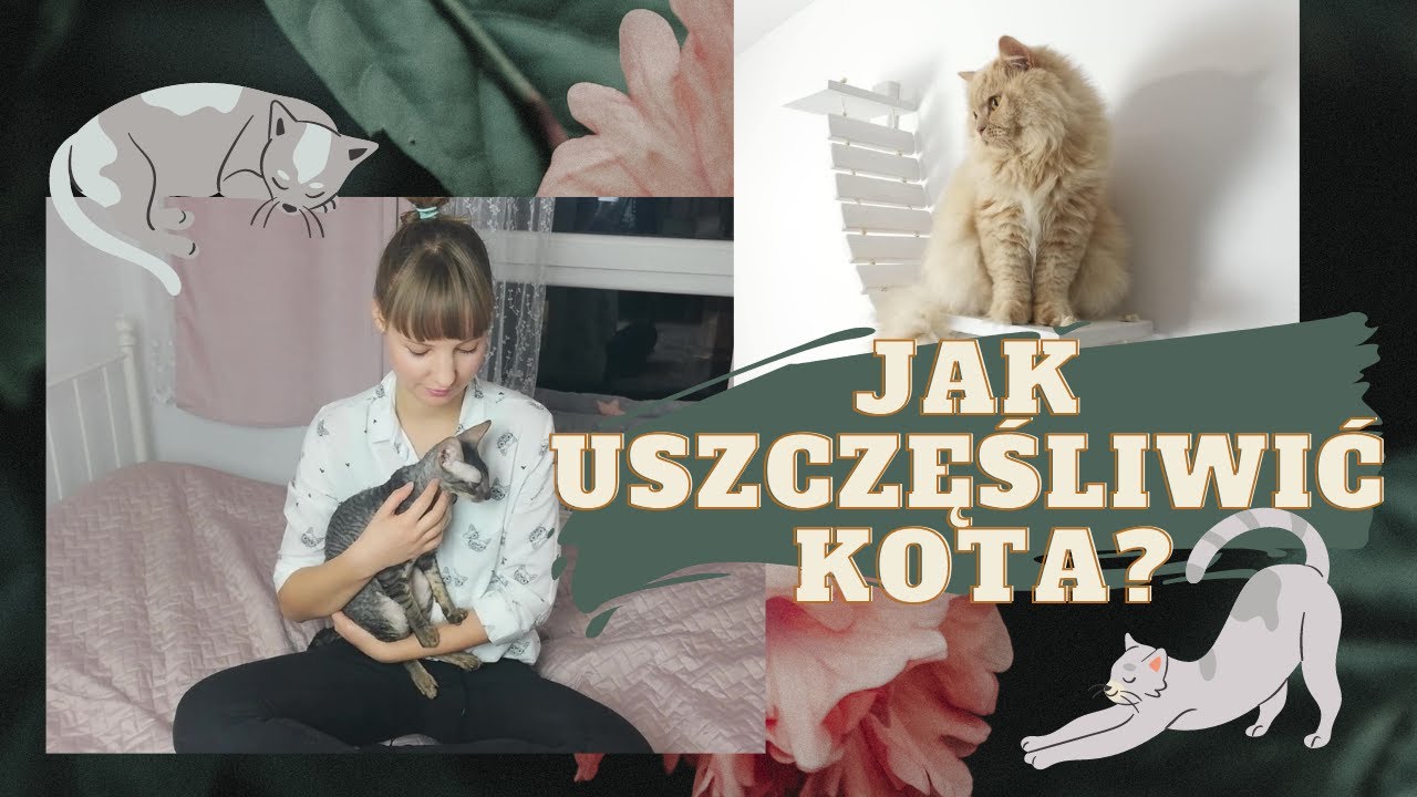 Jak urozmaicić życie KOTA? Jak USZCZĘŚLIWIĆ KOTA?