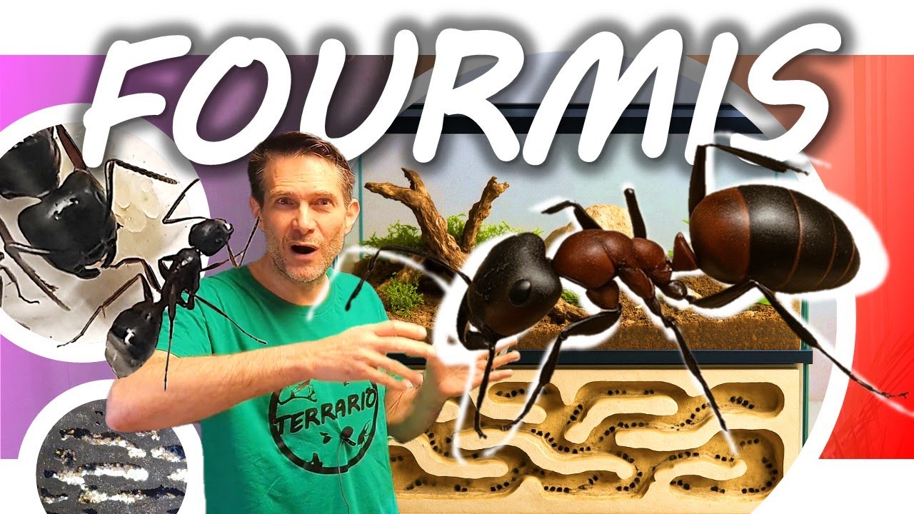 GUIDE D'ELEVAGE DES FOURMIS EN TERRARIUM