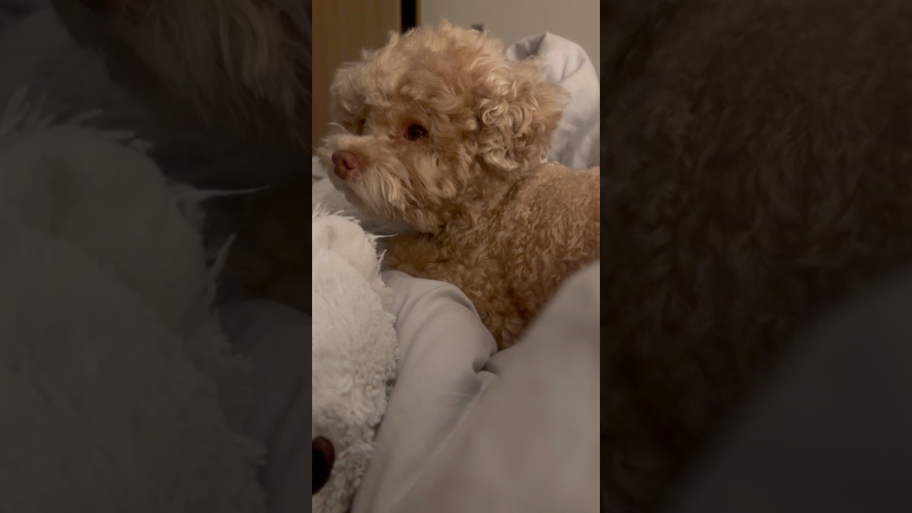 복떠니 놀리기는 늘 재밌지🐶