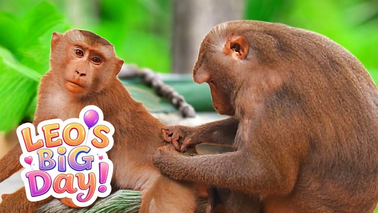 Tom’s Son LEO’s Big Day! Foraging Adventure, Sweet Mom Reunion & Funny Wall Climbing Moments