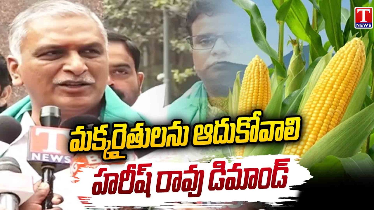 మక్కరైతులను ఆదుకోవాలి .. Harish Rao Slams Congress Govt Over Maize Procurement Delay | T News