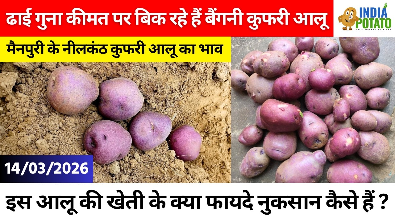14/03/2026 : मैनपुरी के नीलकंठ कुफरी आलू का भाव | Kufri Potato Price in UP - India Potato News