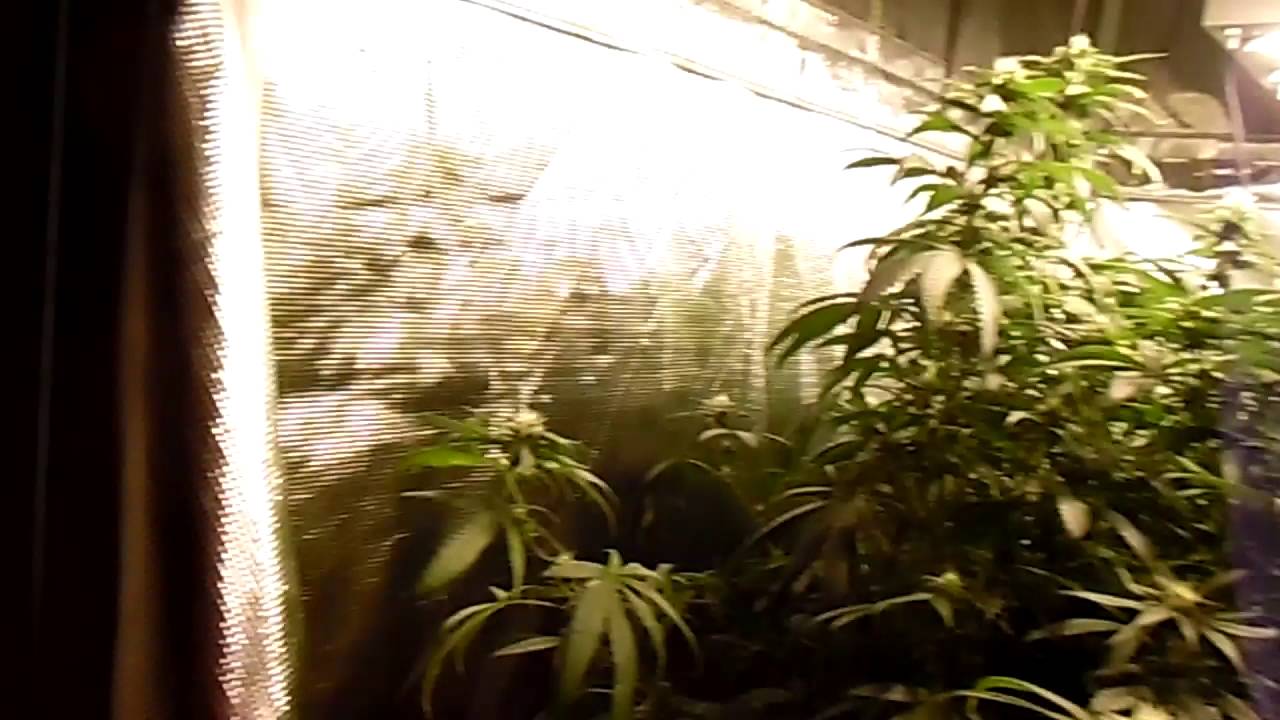 Organic soil and Cyco nutrient side by side Day 1 of week 4 of flower