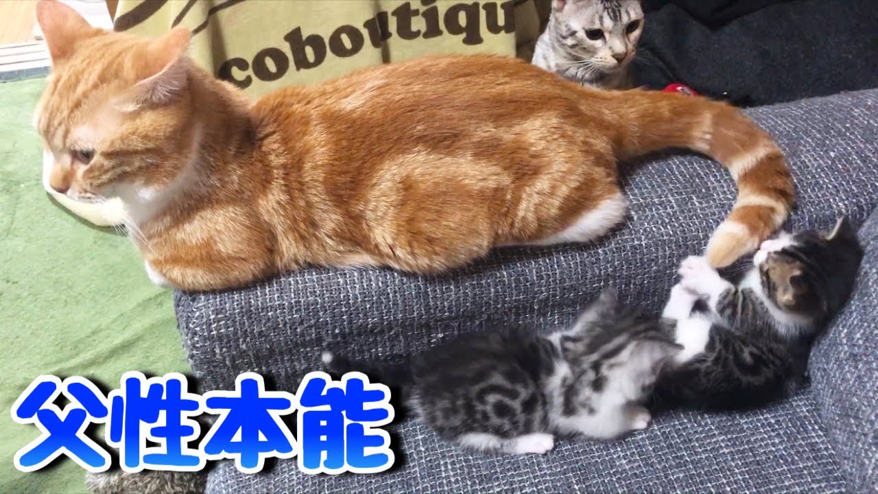 子猫が生まれ父性に目覚めた短足猫がこちらです