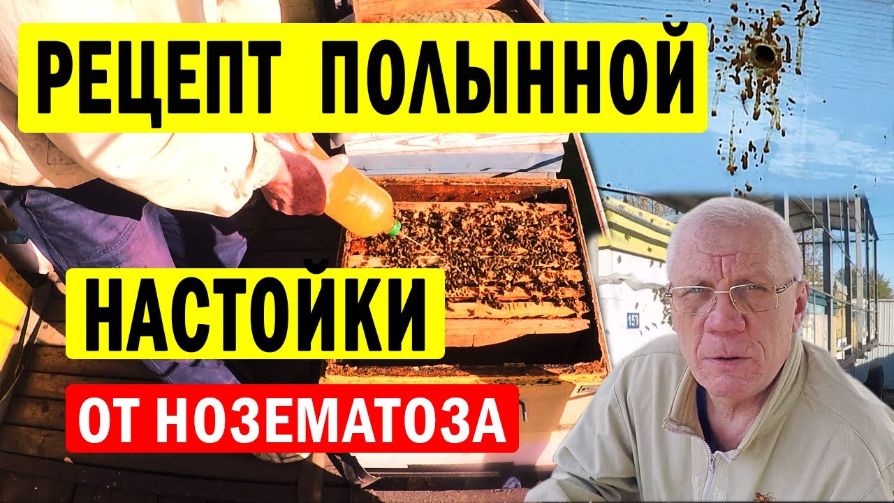 Профилактика нозематоза. Болезни пчел в пчеловодстве.