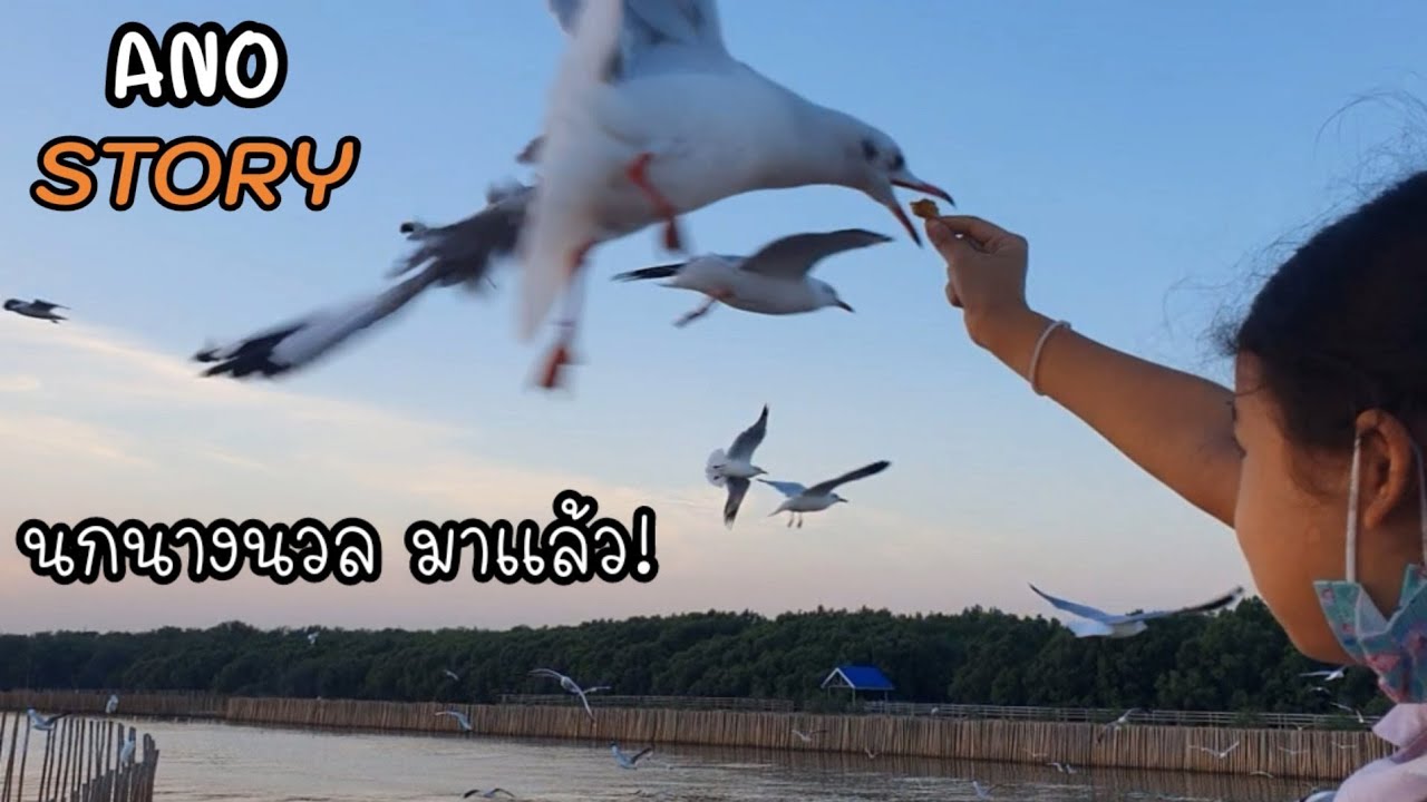 นกนางนวล สถานตากอากาศบางปู สมุทรปราการ