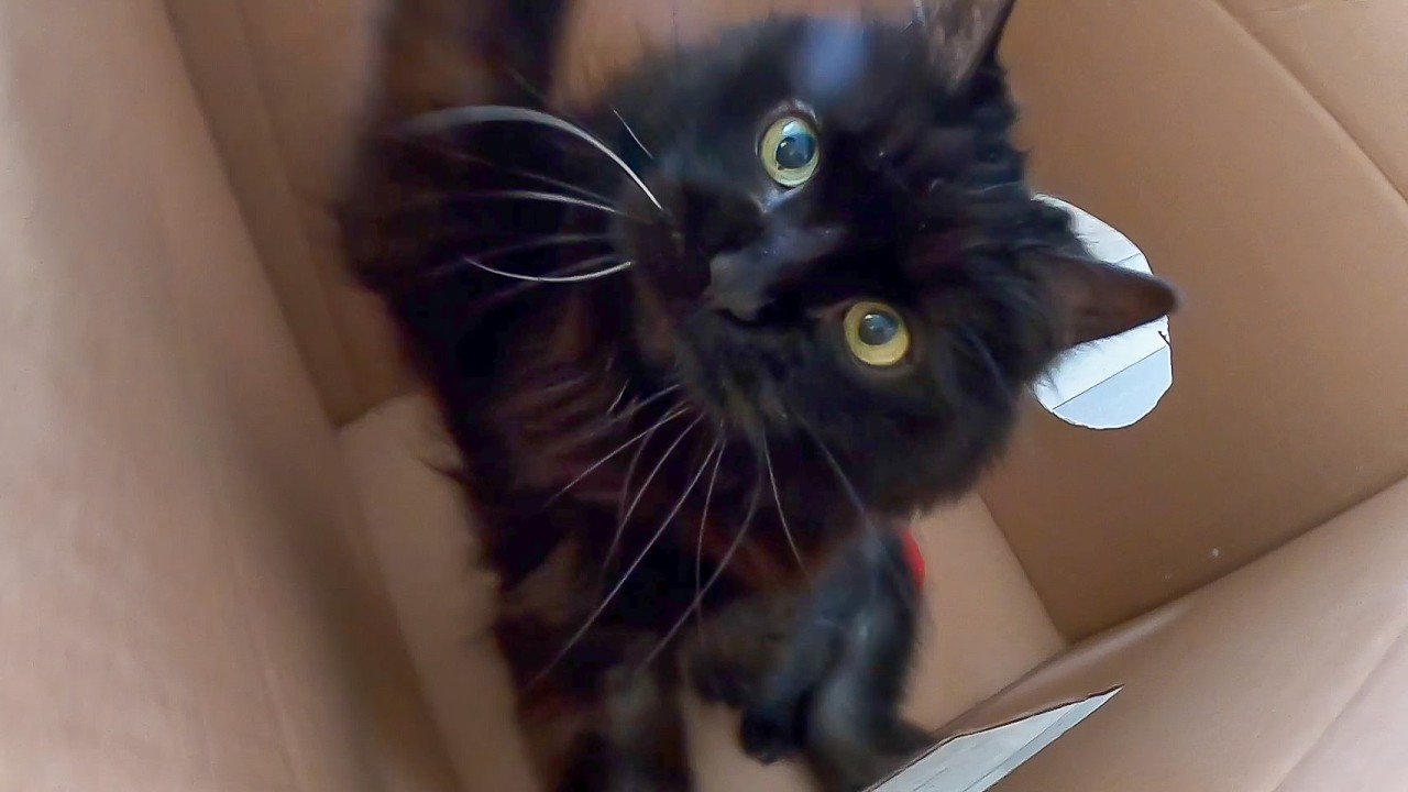 I Trapped My Cat!