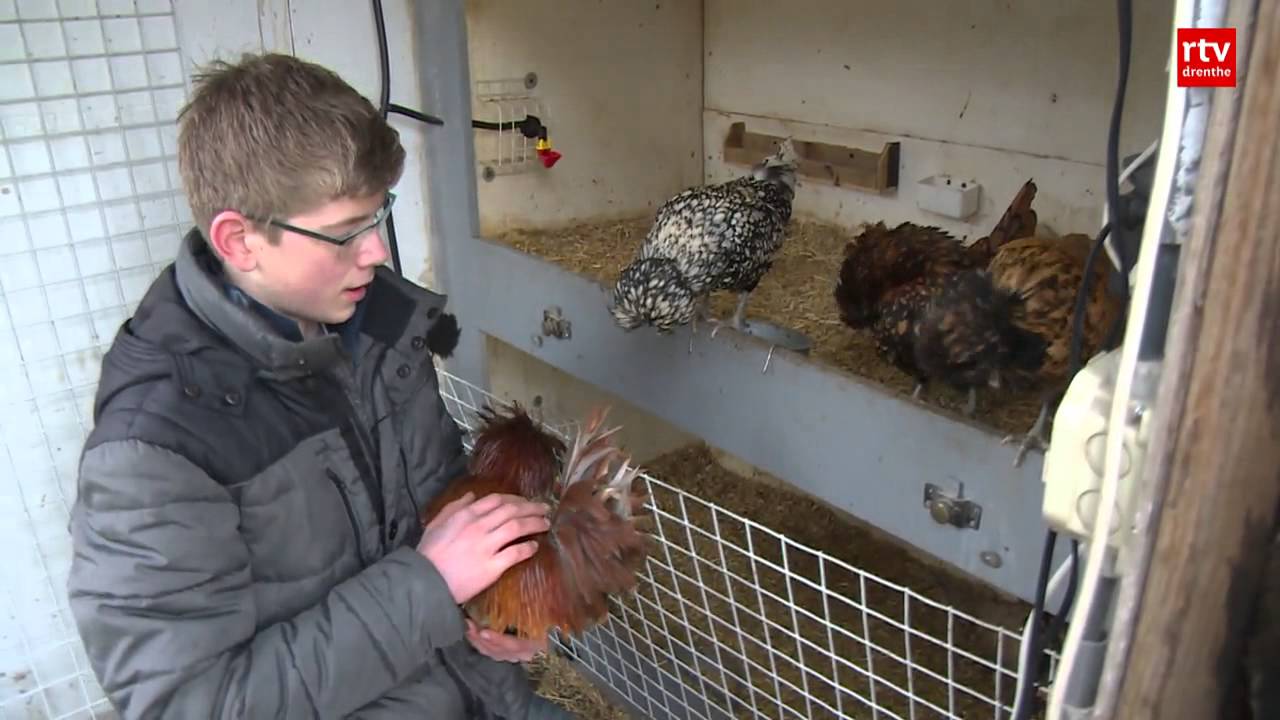 Staarten afgeknipt bij tien sierkippen in Erm