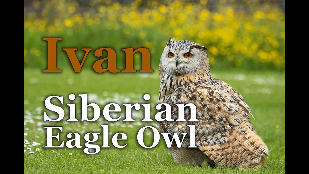 Meet the MAJESTIC Siberian Eagle Owl