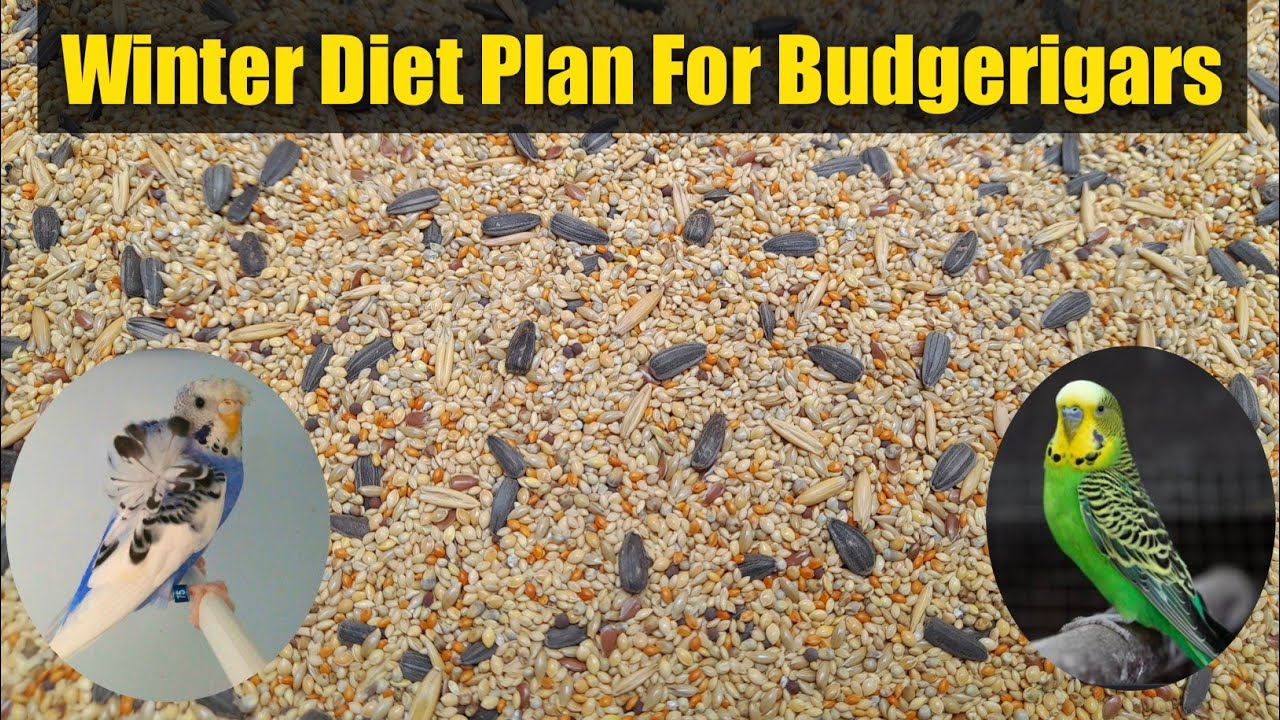 Best Winter Mix Seed For Budgies, Hogoromo, Exhibition | Complete Process