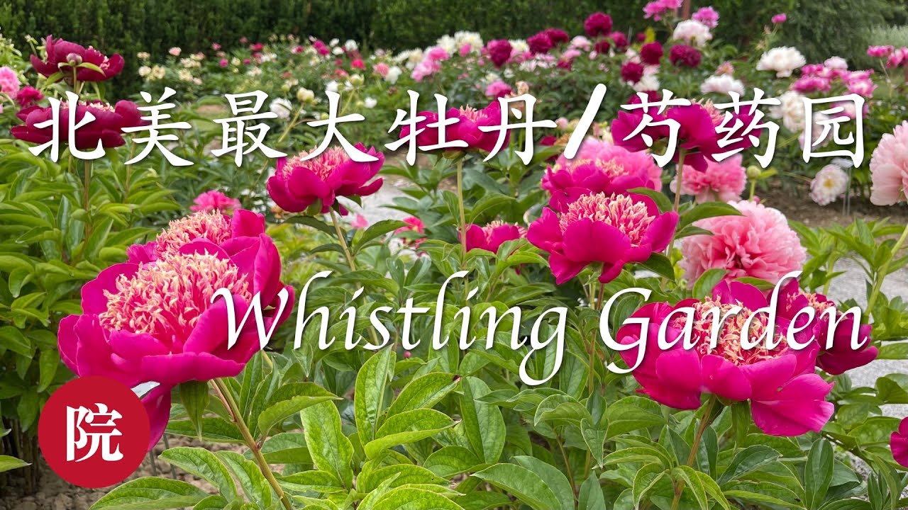 【彬彬有院】行•659北美最大的牡丹//芍药植物园------Whistling Gardens//多伦多周边好玩的