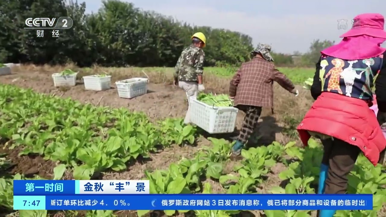 [第一时间]金秋“丰”景 湖南常德：“稻菜”轮作忙 人田两不闲|CCTV财经