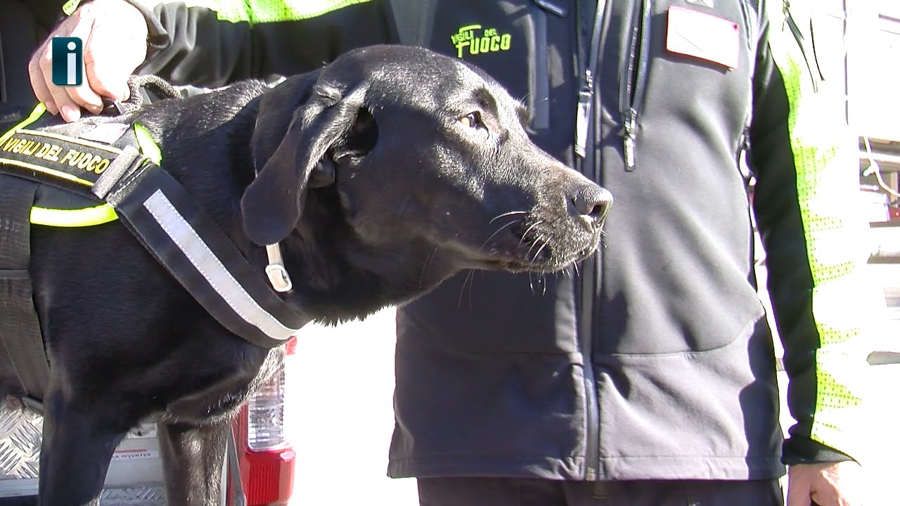 Sasha, il cane eroe di Avellino: orgoglio dei Vigili del Fuoco
