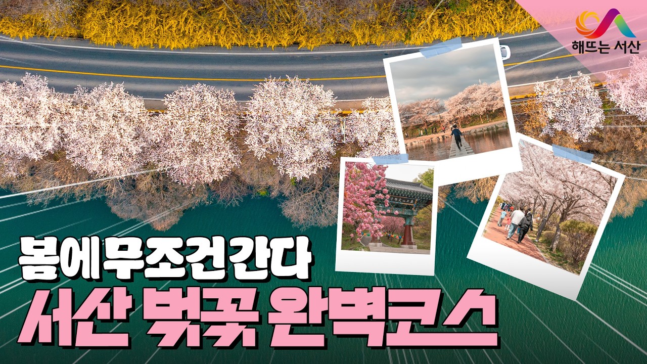 봄에 무조건 간다! 🌸서산 벚꽃 완벽코스🌸