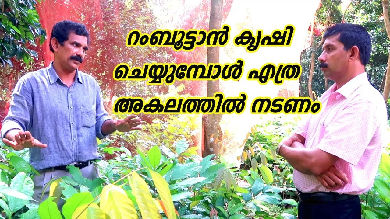 റംബൂട്ടാൻ  എത്ര അകലത്തിൽ നടണം  How to plant Rambutan Plants Rambutan Farming Tips Malayalam