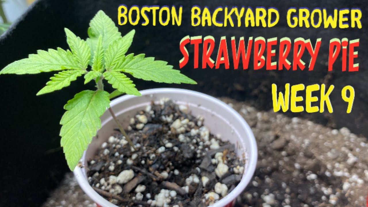 Week 9: Strawberry Pie Autoflower Cannabis Indoor Grow Flowering Stage Nutrients