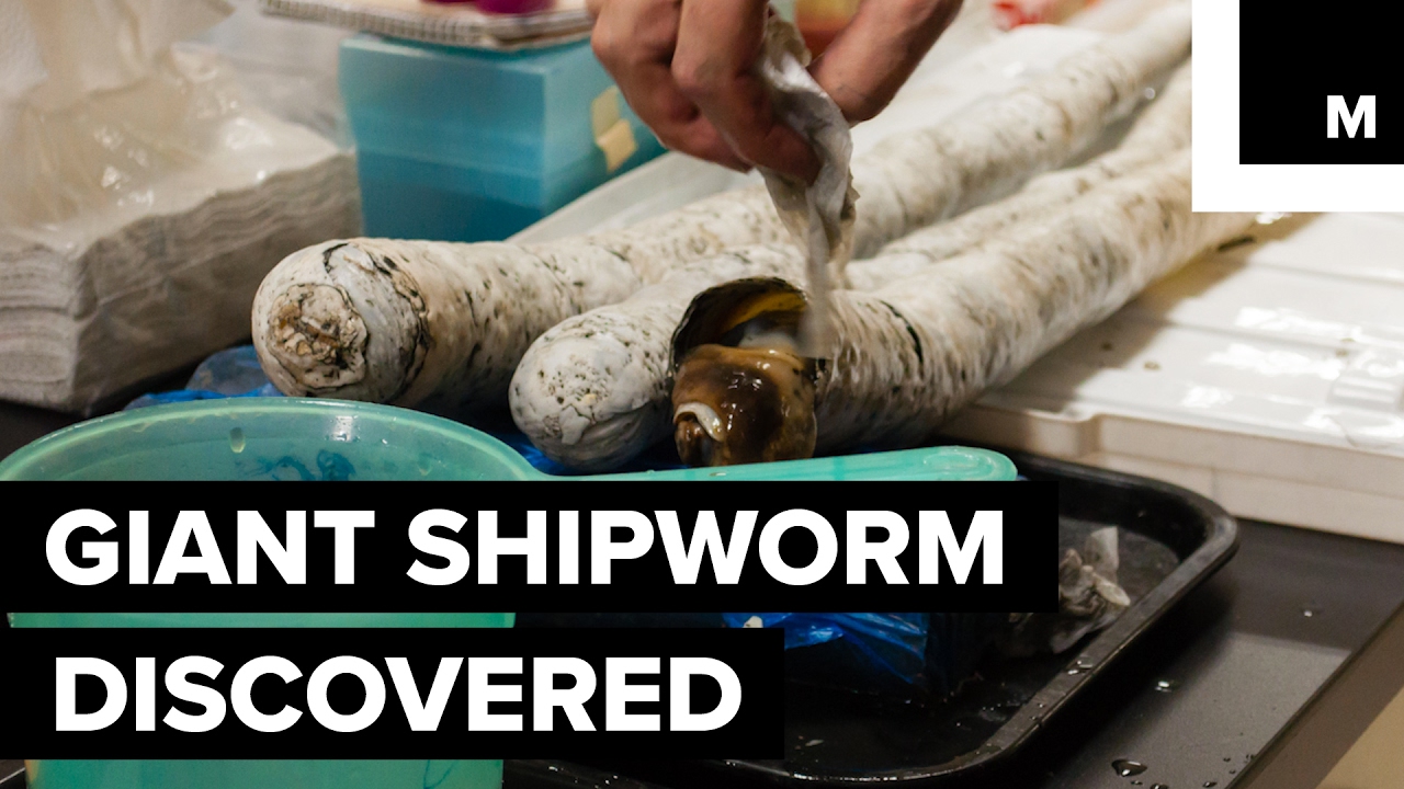 Giant worm monster discovered in the Philippines