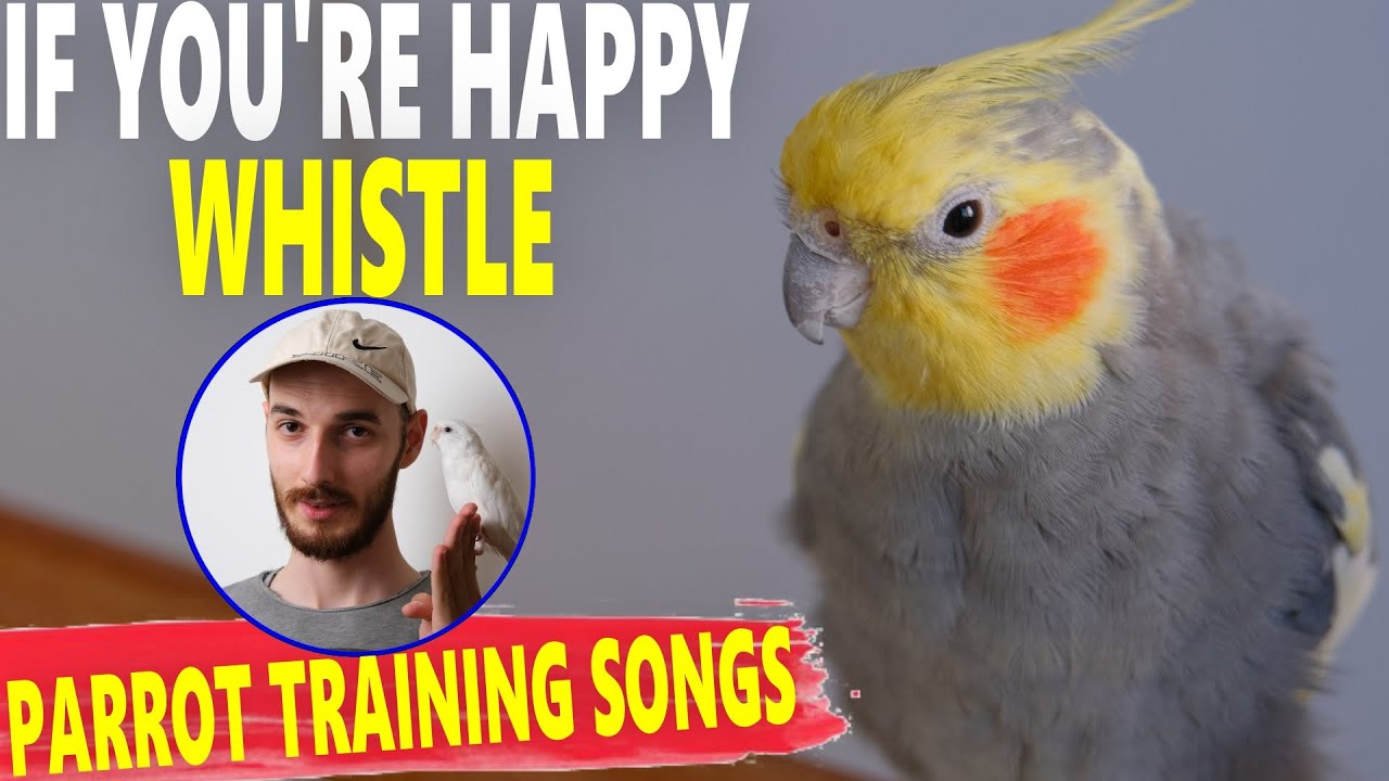 IF YOU'RE HAPPY WHISTLE SONGS FOR BIRDS PARROT TRAINING SONG