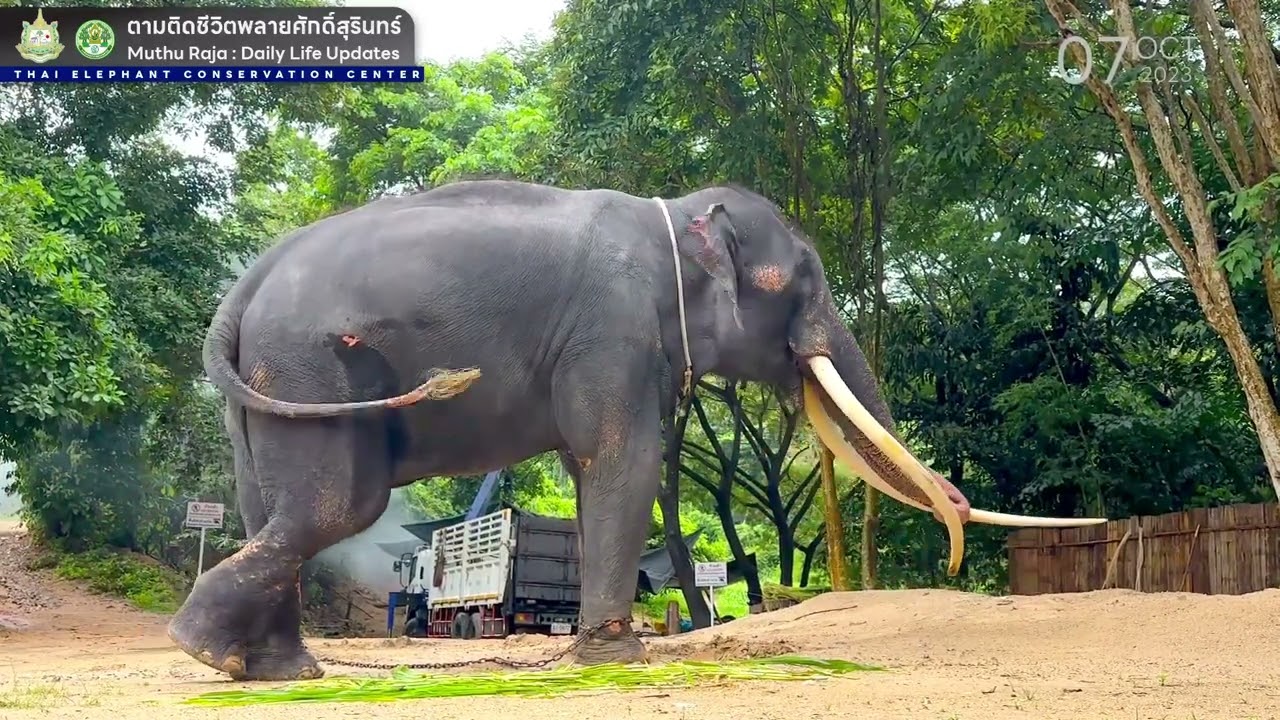 ตามติดชีวิต #พลายศักดิ์สุรินทร์ @ศูนย์อนุรักษ์ช้างไทย จ.ลำปาง