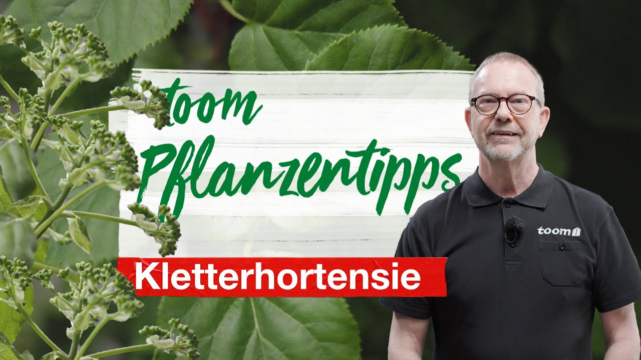 toom Pflanzentipps - Kletterhortensie | toom Baumarkt