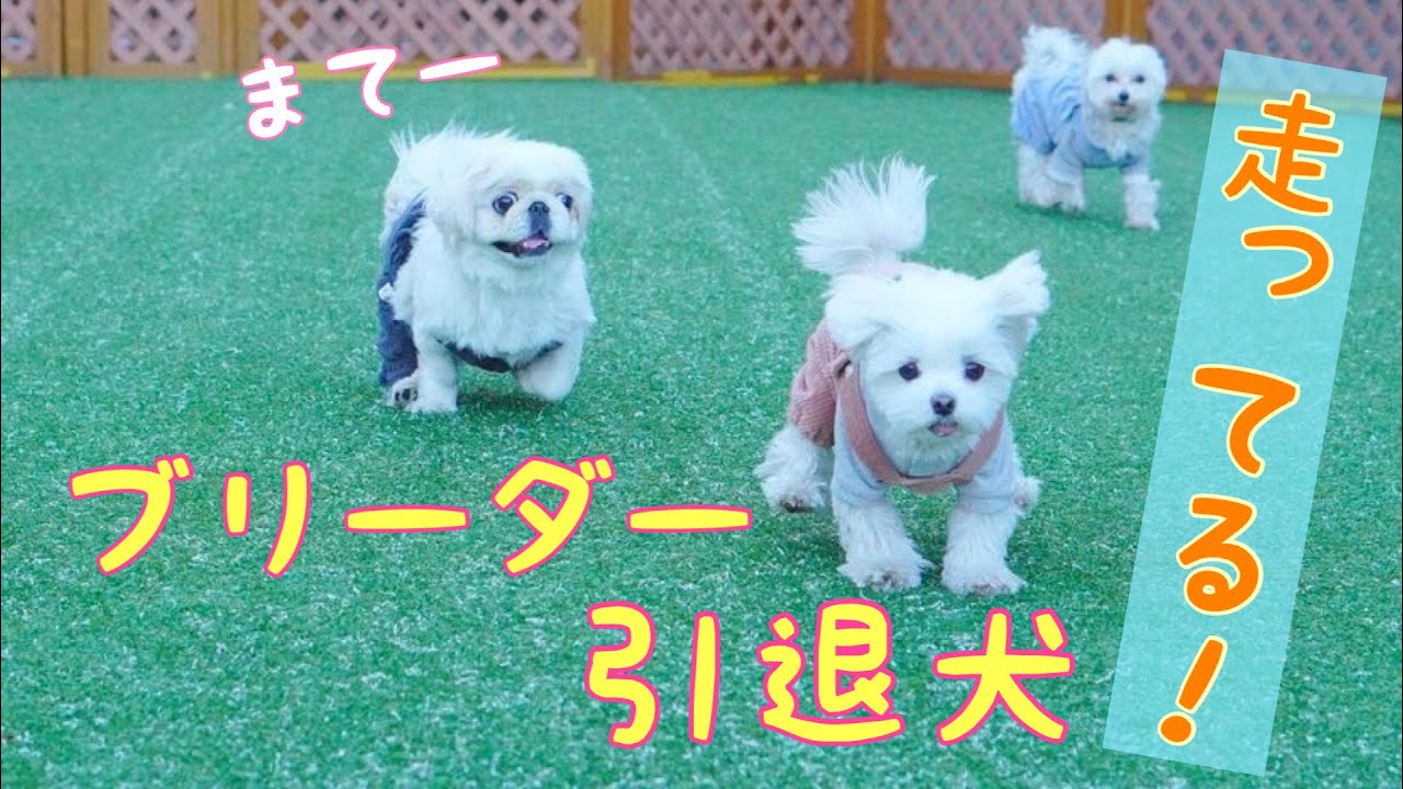 ブリーダー引退犬、3ヶ月前と今の比較。成長してる！！