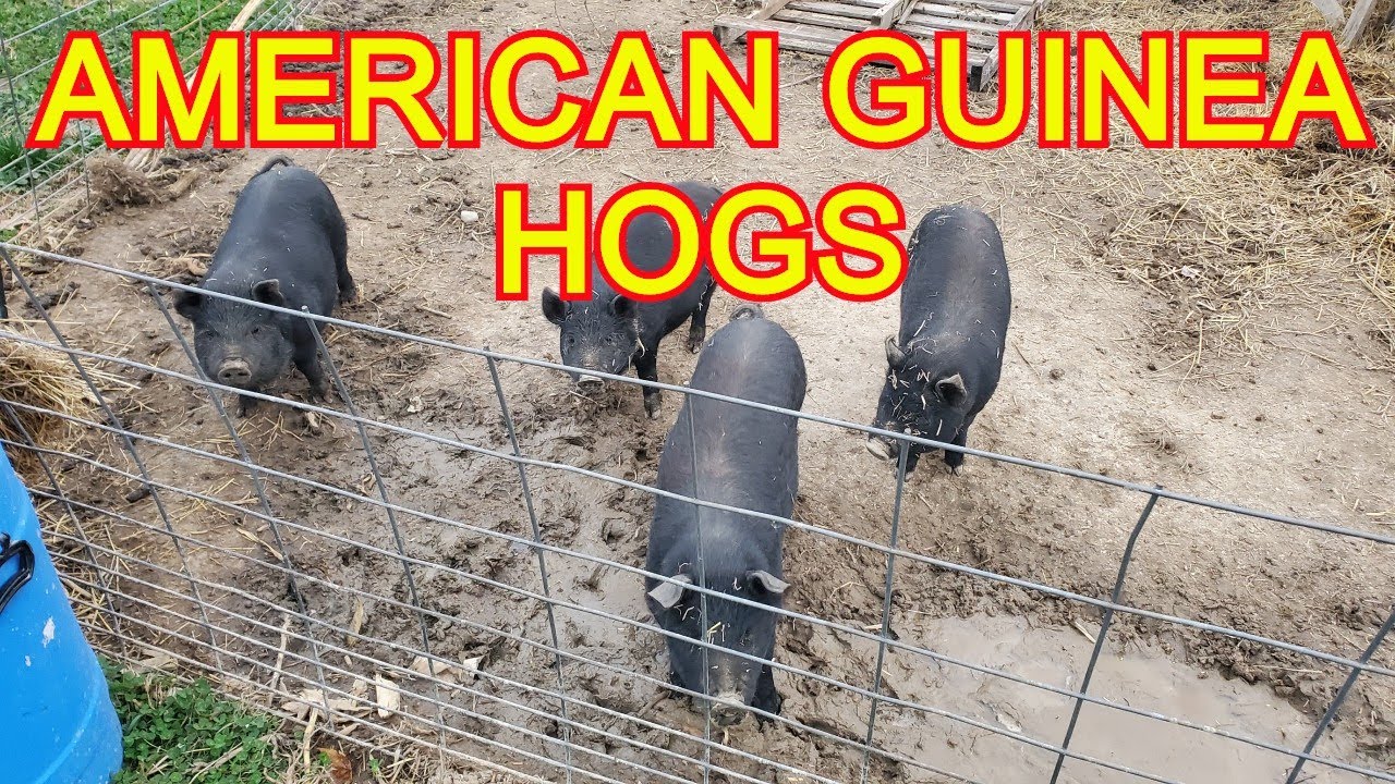 Meet Our American Guinea Hogs - Found  A Sick One!  We Take It's Temperature!