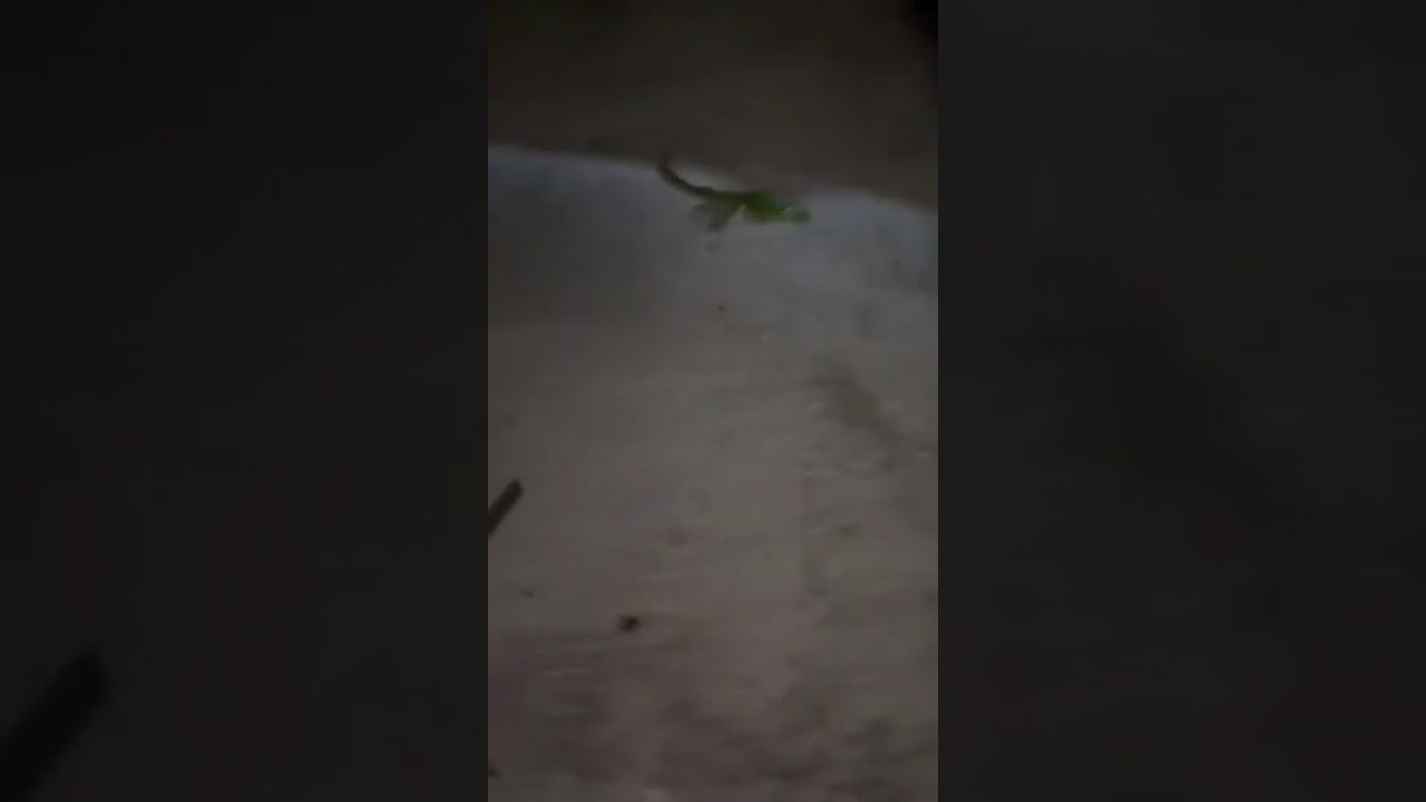 Cold-stunned iguana in Riviera Beach