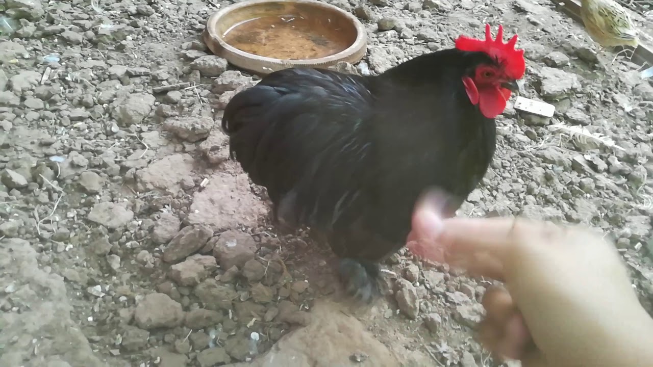 Angry Bentum Hen