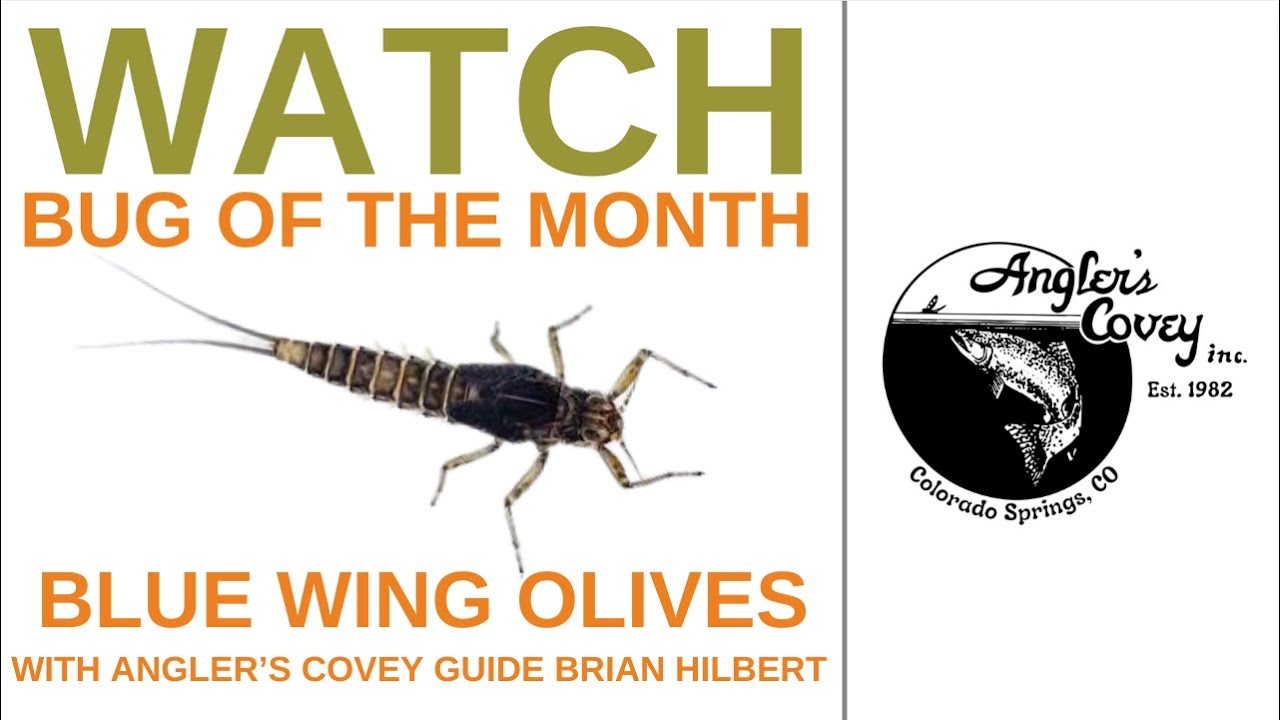 Bug Of The Month - Blue Wing Olive Nymphs With Brian Hilbert #flyfishing