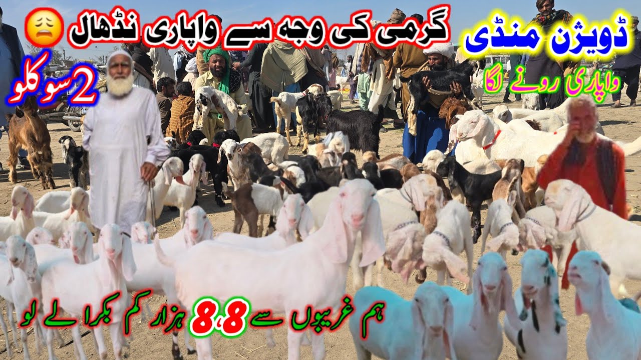 ڈویژن والی بکرا منڈی لیٹسٹ ویڈیو || dera ghazi khan super bakra mandi video آف استاد نادر بلوچ فارم