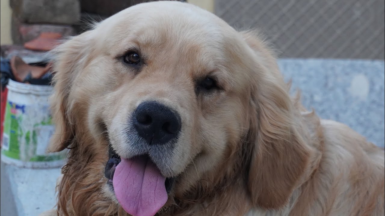 Good Morning with Sheero | Cute and Funny Golden Retriever |