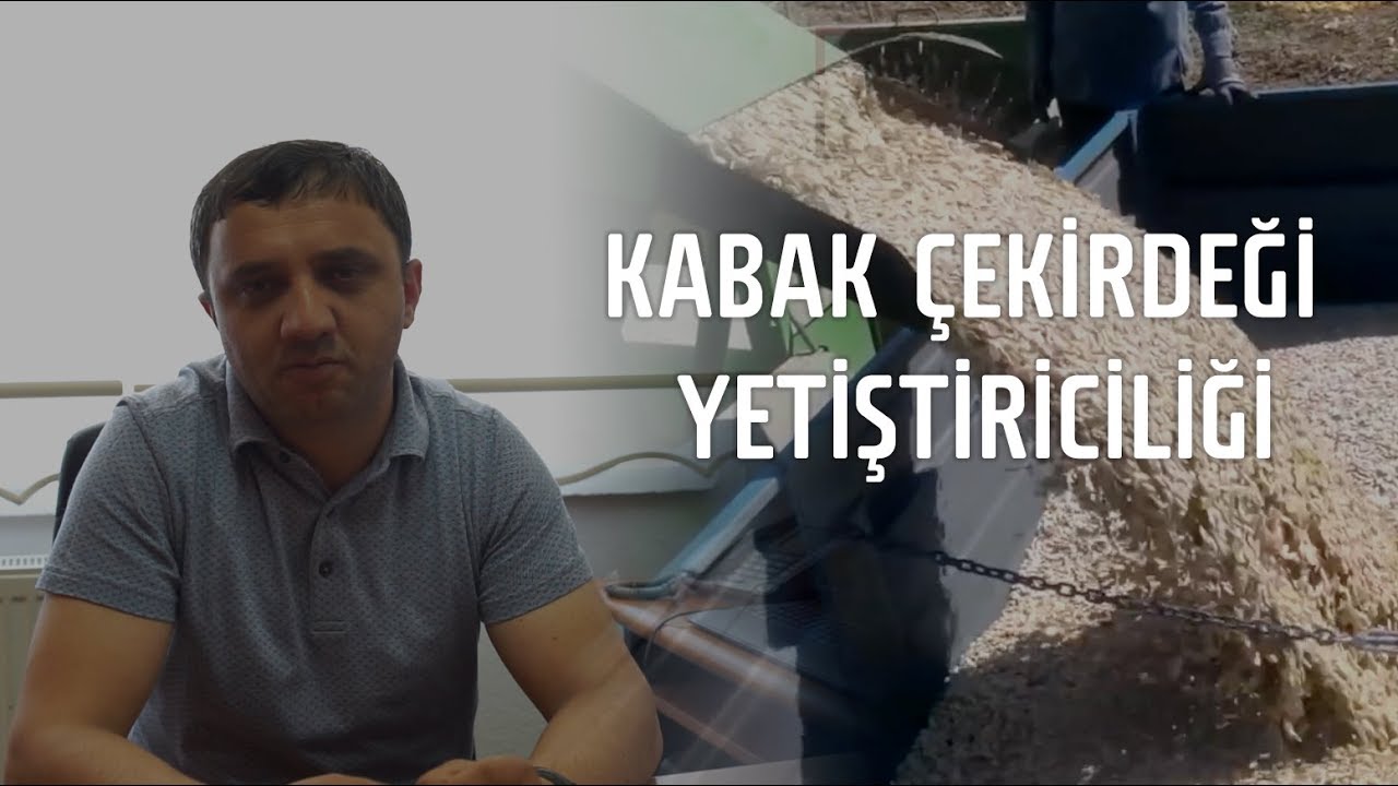 Kabak Çekirdeği Yetiştiriciliği