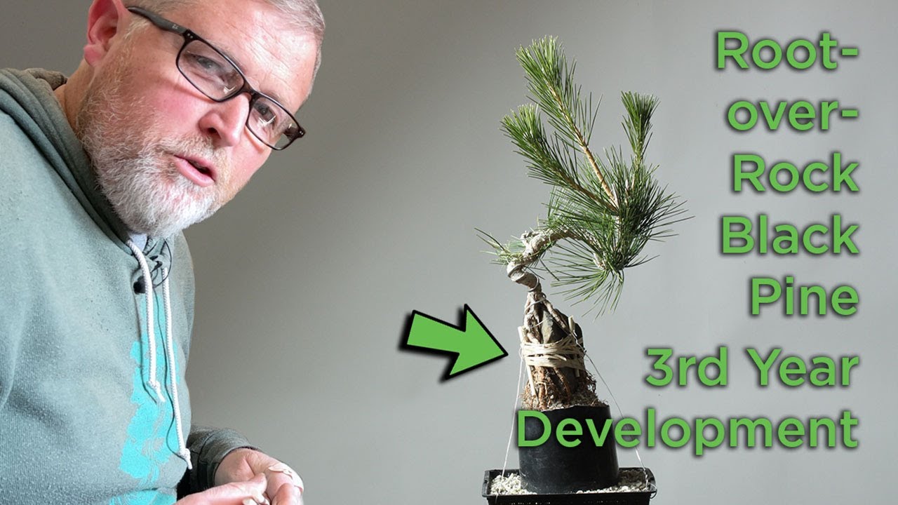 Bonsaify | Developing Root-Over-Rock Japanese Black Pine Bonsai