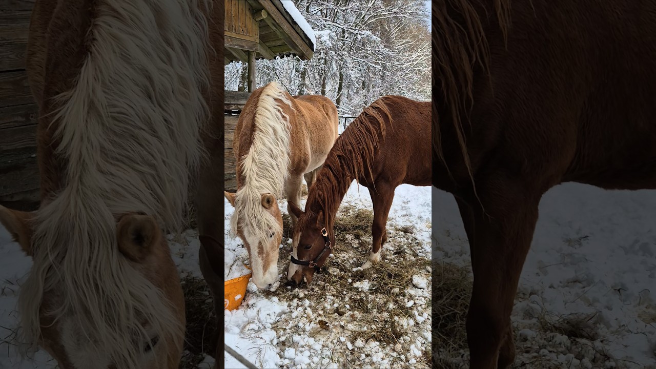 Horses and snow 🤍  