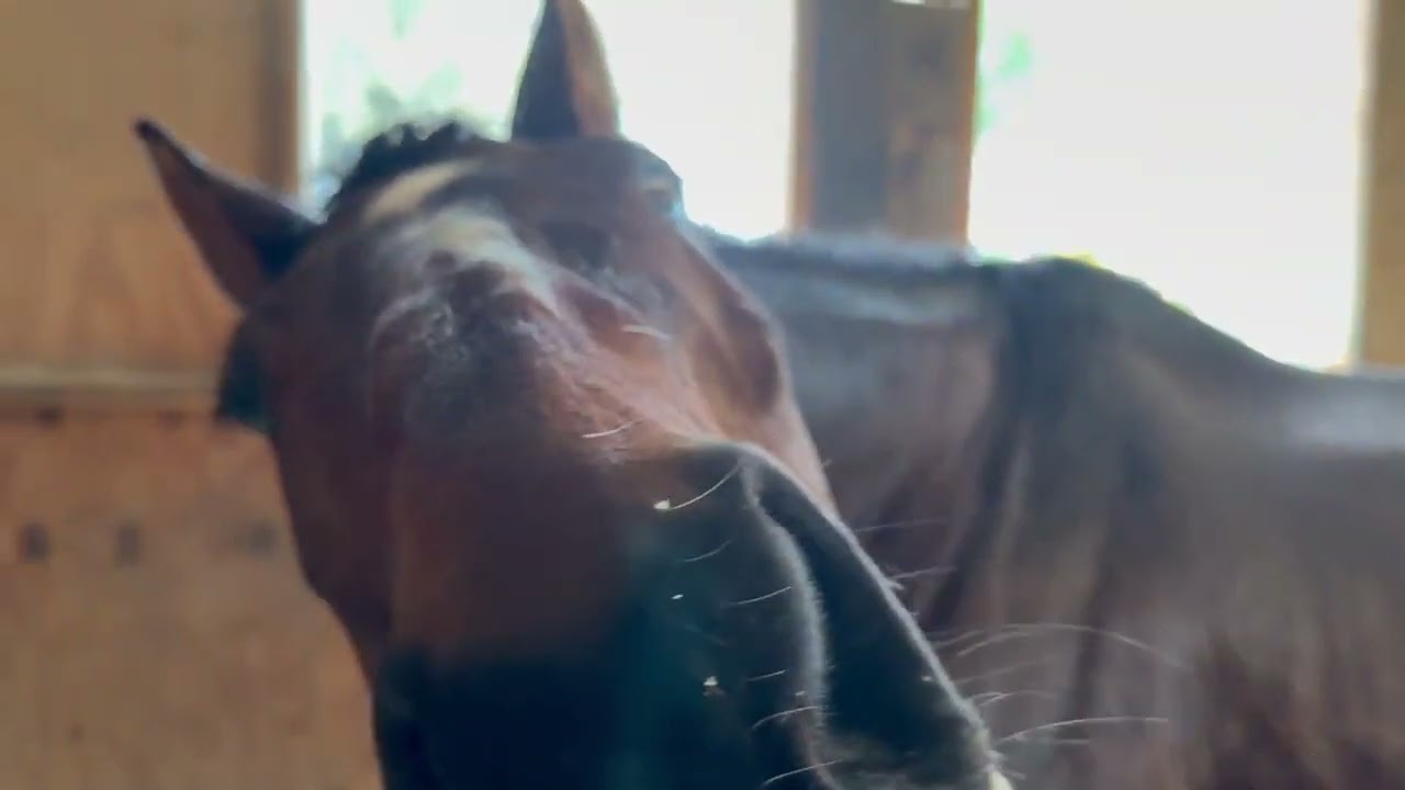 Visiting The Horses In Their Houses On A Rainy Day!