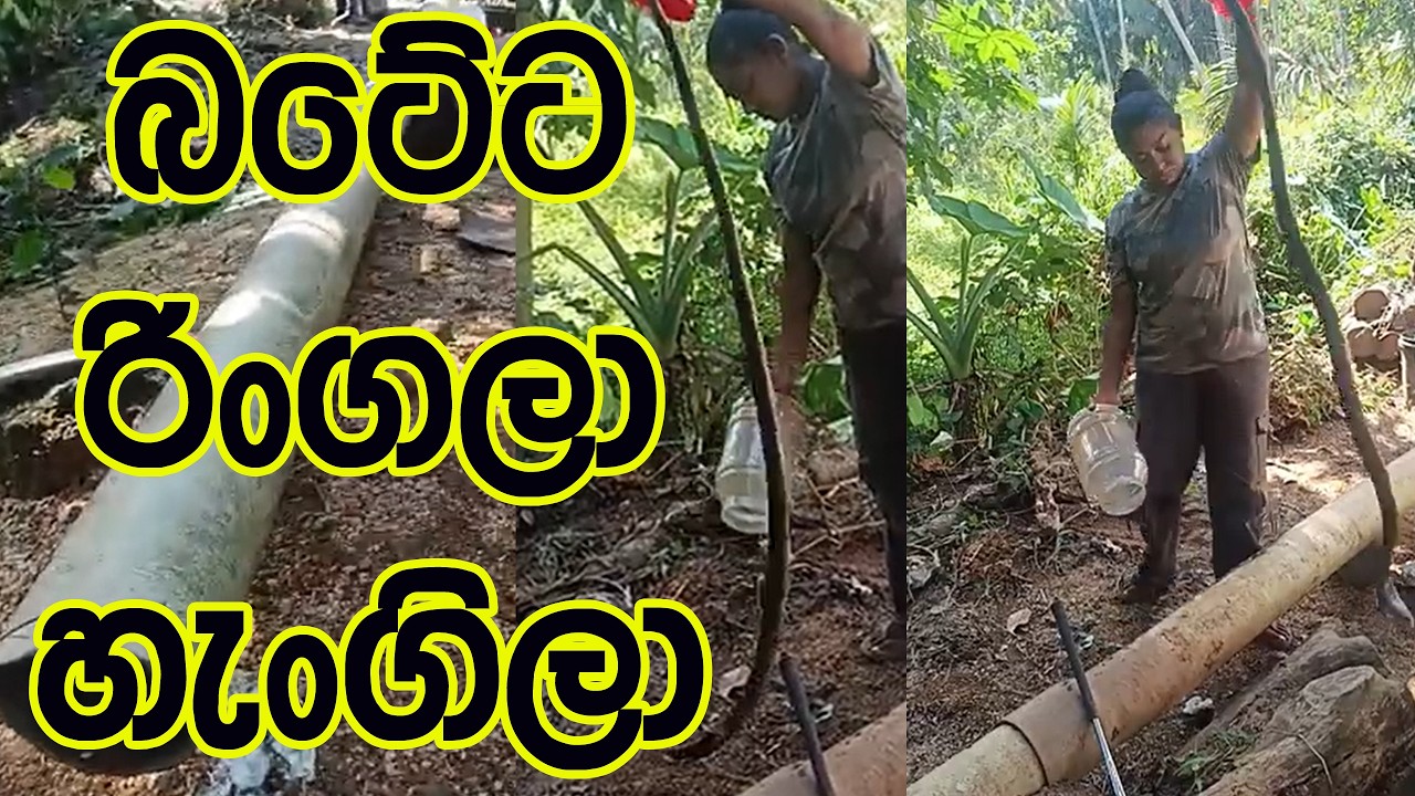 A Spectacled Cobra that had entered a discarded plastic pipe inside a residence was safely removed