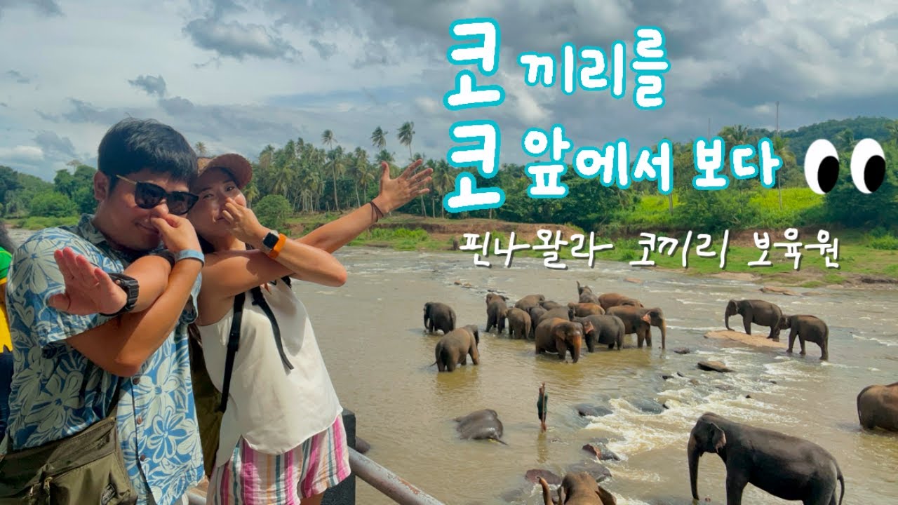 🇱🇰Ep23.코끼리를 코앞에서 볼 수 있는 핀나왈라 코끼리 보육원 [스리랑카 기차표 예약]
