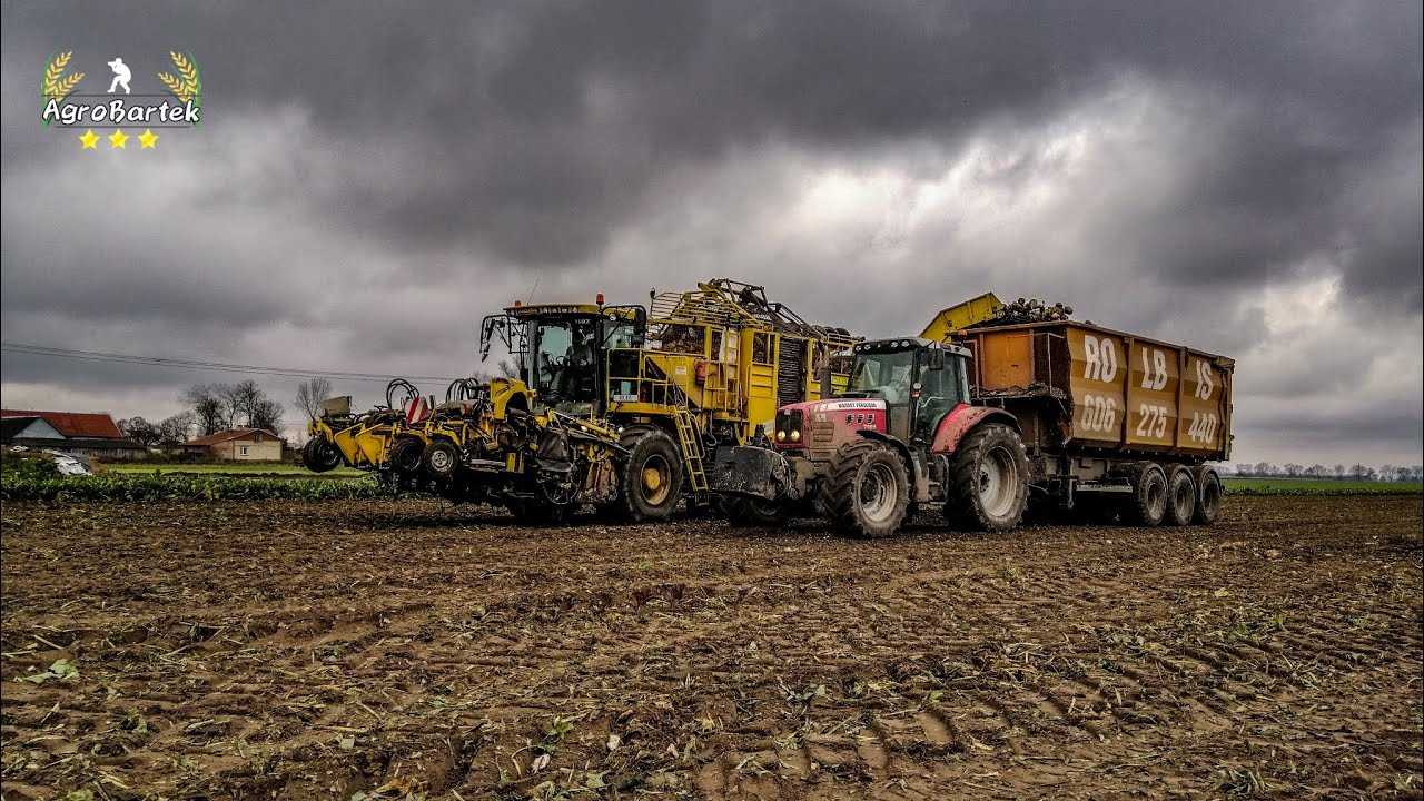 🔥 Kampania buraczana 2k20 🔥 Oporowe kopanie buraków 🔥 Massey Ferguson & Ropa Tiger 🔥
