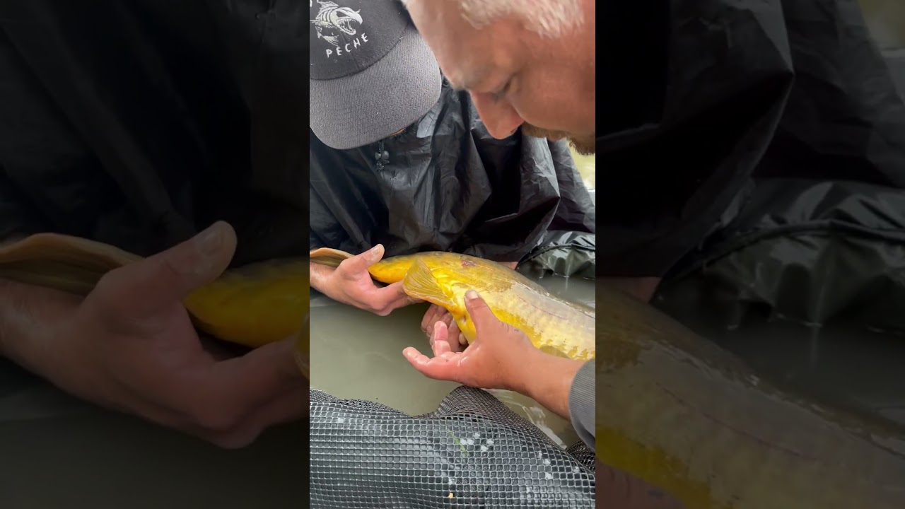 Identifier une Carpe M&acirc;le #shorts #carpfishing #biology #info