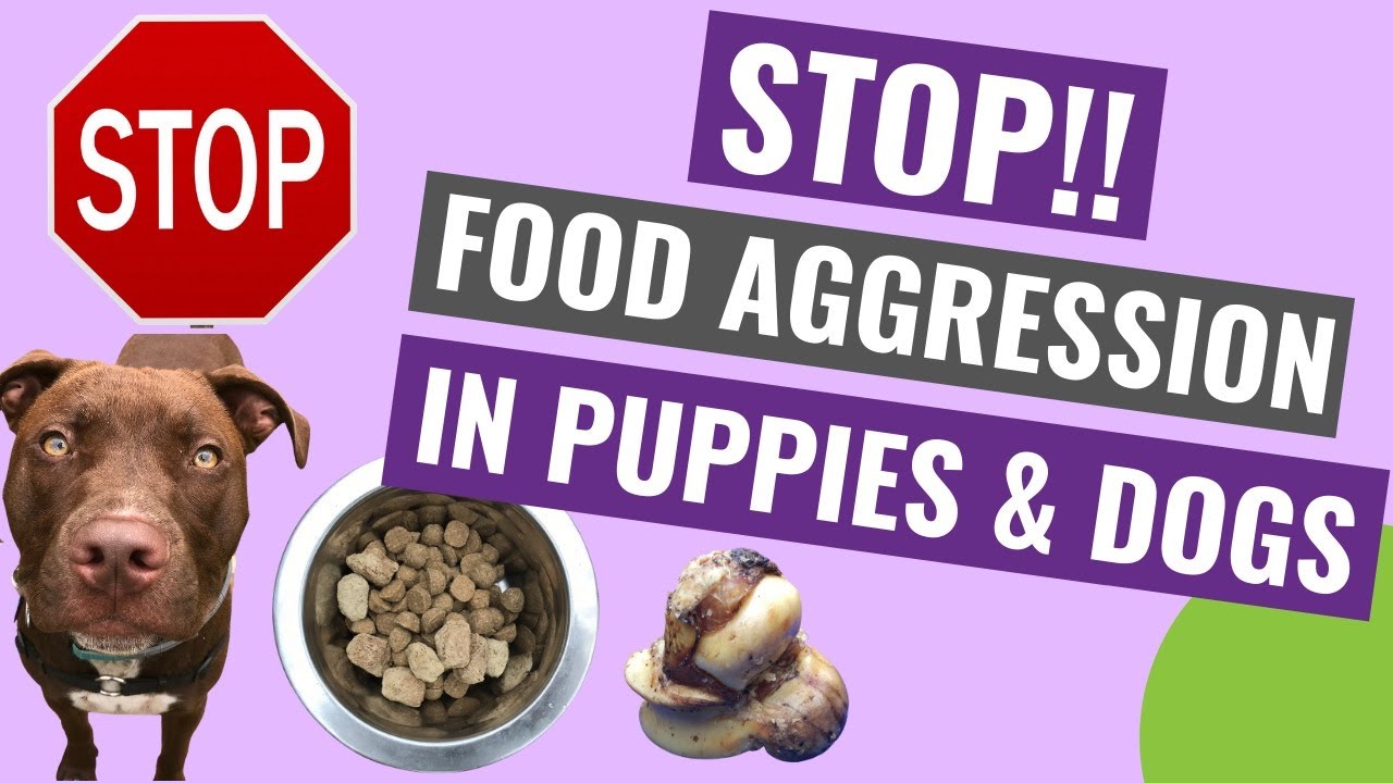 How to STOP Food Aggression in Dogs