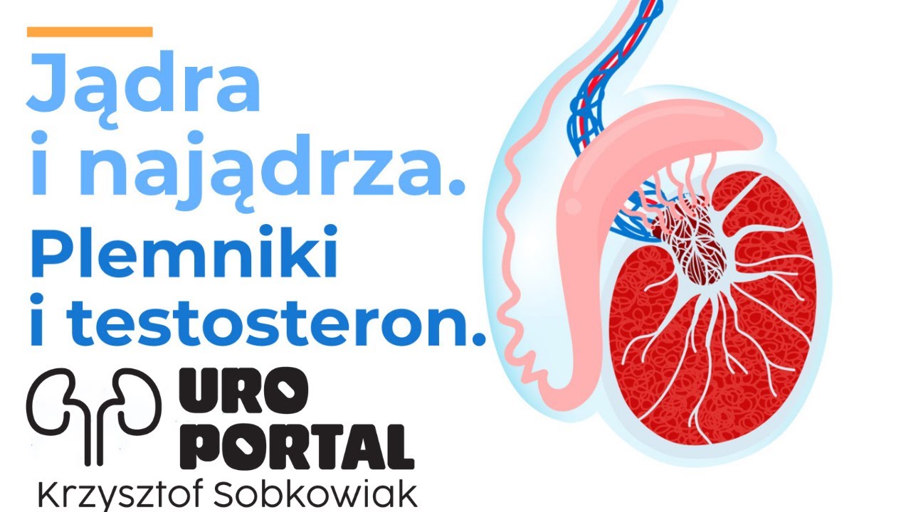 Moszna, jądra i najądrza. Narządy płciowe u mężczyzn. Plemniki, sperma & testosteron. URO PORTAL #15