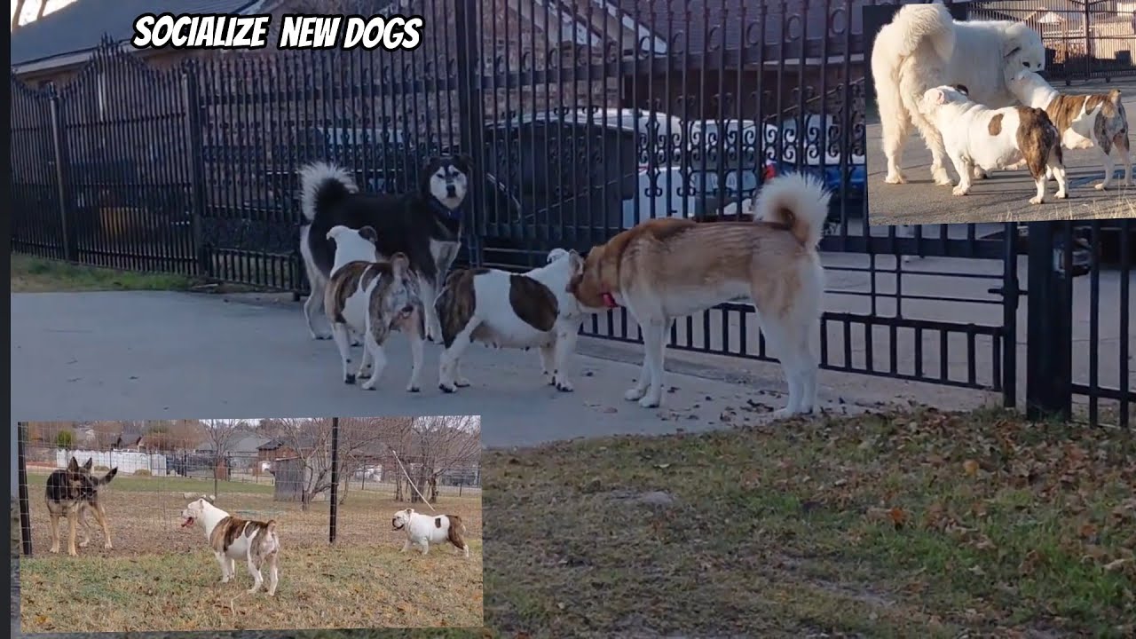2 Sister Dogs meet neighbor dogs