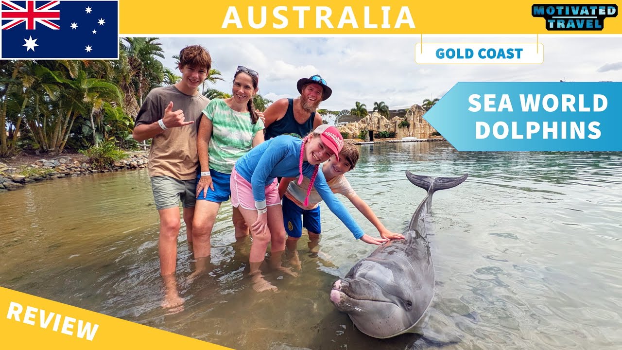 Отзыв о программе «Встреча с дельфинами» в SeaWorld Gold Coast — стоит ли оно того?