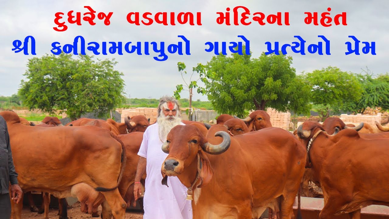 દુધરેજ વડવાળા મંદિર ના મહંત શ્રી કનીરામ બાપુ નો ગાયો પ્રત્યે નો પ્રેમ.