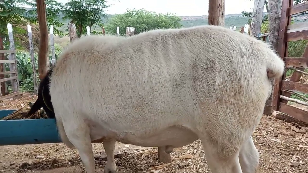 80% DE PALMA NA RACÃO ANIMAL VEJAM O RESULTADO?