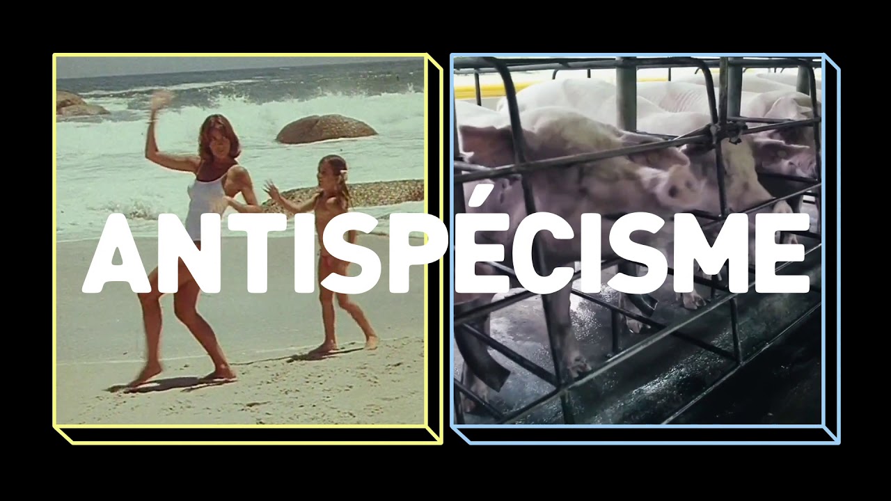 Parlons peu, parlons bien : l'antisp&eacute;cisme 🐷
